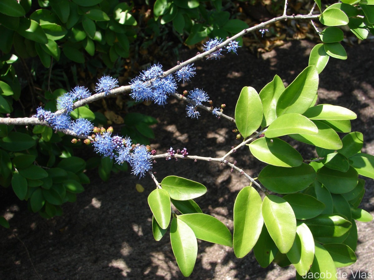 Memecylon umbellatum Burm.f.